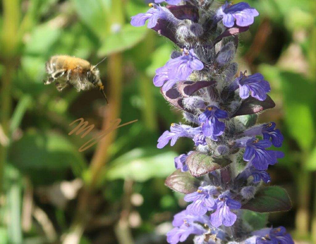Apidae Anthophorinae:  Anthophora sp., femmina